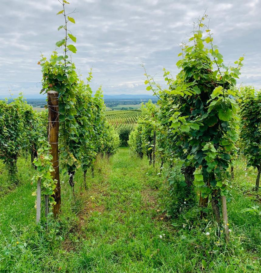 Gite Les Deux Belettes Riquewihr Exteriér fotografie